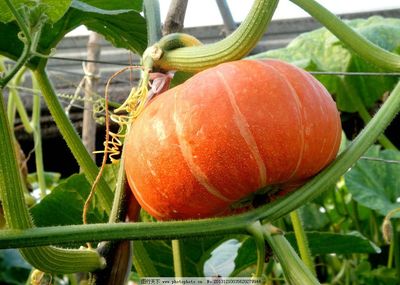 黄金瓜 从图片到种植，开启园艺新篇章