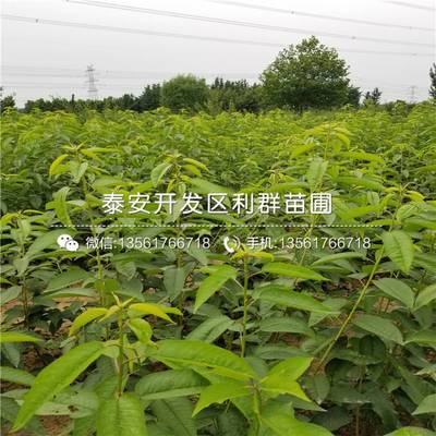 矮化红蜜大樱桃苗市场行情解析 2019年价格与种植前景