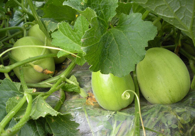 香瓜入梦来 园艺种植的诗意与农艺